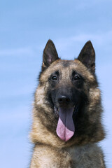 Berger belge