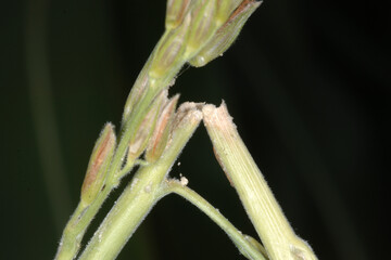 Maiszünsler,  Ostrinia nubilalis