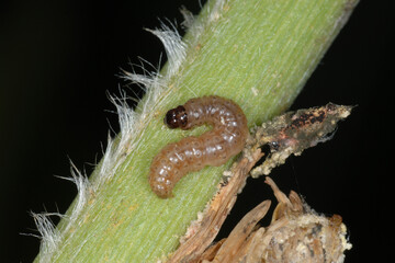 Maiszünsler,  Ostrinia nubilalis