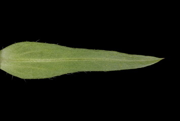 Bitter Fleabane (Erigeron acris). Cauline Leaf Closeup