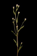 Bitter Fleabane (Erigeron acris). Habit