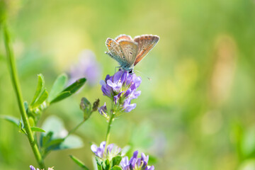 Polyommatus icarus. butterfly on flower. Common blue butterfly at rest on wild meadow flower. European macro nature. insect on a wildflower. meadow flower and butterfly, background, close-up.