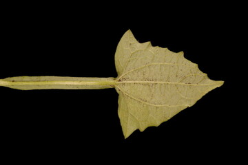 Black-Eyed Susan Vine (Thunbergia alata). Basal Leaf Closeup