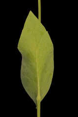 Clasping Coneflower (Rudbeckia amplexicaulis). Leaf Closeup