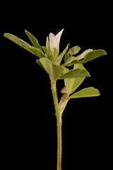 Fenugreek (Trigonella foenum-graecum). Inflorescence Closeup
