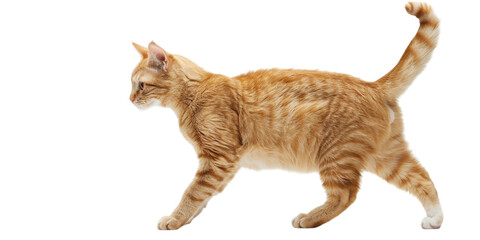 Ginger Cat in Profile View