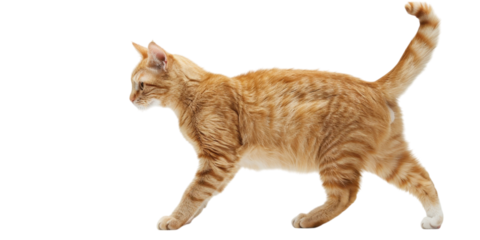 Ginger Cat in Profile View