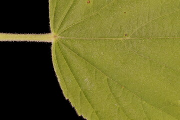 Marsh Mallow (Althaea officinalis). Leaf Detail Closeup