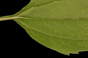Eastern Purple Coneflower (Echinacea purpurea). Leaf Detail Closeup