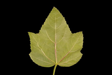 Royal Mallow (Malva trimestris). Leaf Closeup