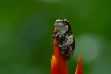 Mission golden-eyed tree frog or Amazon milk frog (Trachycephalus resinifictrix) hanging on beautiful red flower petal, natural bokeh background
