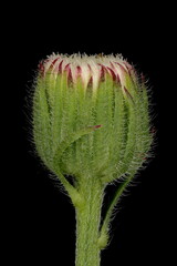 Flax-Leaf Fleabane (Erigeron bonariensis). Flowering Capitulum Closeup