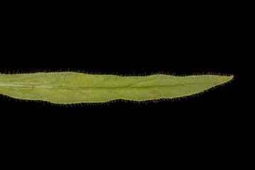 Painted Tongue (Salpiglossis sinuata). Cauline Leaf Closeup