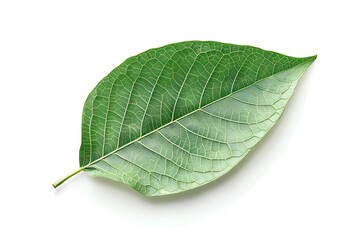 Obraz premium Realistic walnut tree leaf isolated with vein patterns and deep green texture isolated on white background