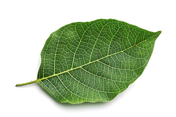 Obraz premium Detailed walnut tree leaf with deep green texture and vein patterns isolated on white background