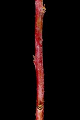 Raspberry (Rubus idaeus). Wintering Twig Closeup