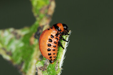 Kartoffelkäfer,  Leptinotarsa decemlineata, Larve