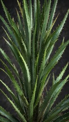Aloe vera stem and leaf details with texture and veins, macro photography, vein pattern, leaf details