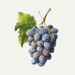 Illustration of a bunch of grapes
