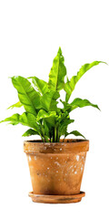 Fototapeta premium Vibrant Green Plant in Terracotta Pot