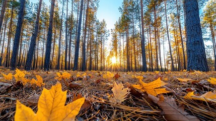 Golden Autumn Sunrise Through Pine Trees with Fallen Leaves on Ground