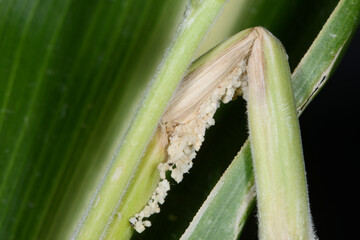 Maiszünsler,  Ostrinia nubilalis
