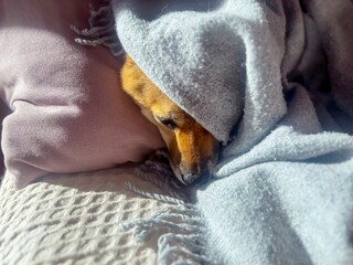 Pensive Shiba Inu with a sorrowful expression, head nestled under a blanket. The mood is reflective and contemplative. High quality close-up photo. copy space available.