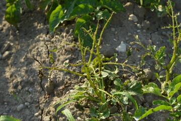 Kartoffelkäfer,  Leptinotarsa decemlineata, Larve