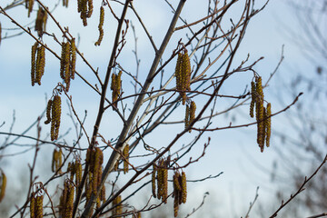 Small branch of black alder Alnus glutinosa with male catkins and female red flowers. Blooming alder in spring beautiful natural background with clear earrings and blurred background