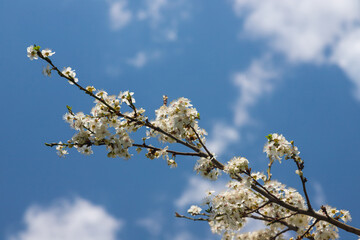 Selective focus of beautiful branches of plum blossoms on the tree under blue sky, Beautiful Sakura flowers during spring season in the park, Floral pattern texture, Nature background