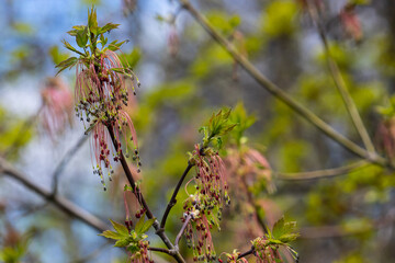 The ash-leaved maple Acer negundo flowers in early spring, sunny day and natural environment, blurred background