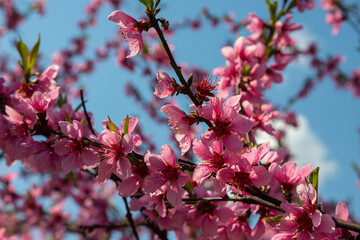 Peach tree, blurred background. Blooming tree in spring with pink flowers. The beauty of the spring garden, the concept of spring