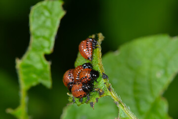 Kartoffelkäfer,  Leptinotarsa decemlineata, Larve
