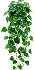 Fototapeta premium Stunning Hanging Plant with Vibrant Green Leaves