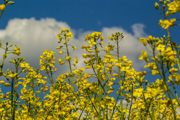 Obraz premium Blooming canola field and blu sky with stormy clouds