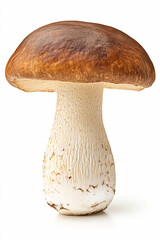 one porcini mushroom on a white isolated background