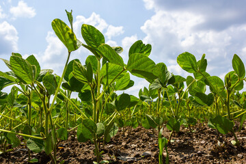 Spring soybean seedlings on a farm field
