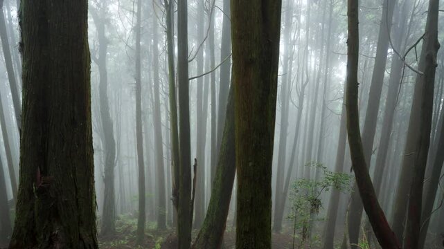Beautiful  rain forest with cedar trees 