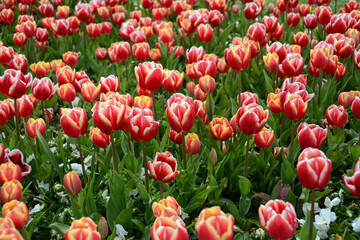 Beautiful flowers colourful tulips. Natural background Spring flowering tulips.