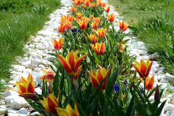 Beautiful flowers colourful tulips. Natural background Spring flowering tulips.