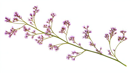 Obraz premium Twig of limonium small flowers isolated on white or transparent background