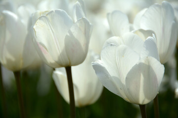 Beautiful flowers colourful tulips. Natural background Spring flowering tulips.