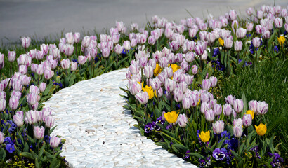 Beautiful flowers colourful tulips. Natural background Spring flowering tulips.