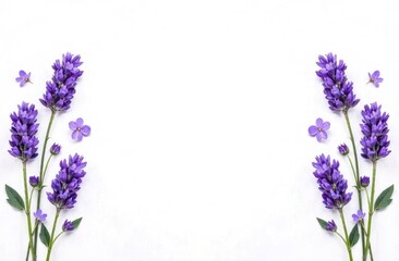 Fototapeta premium Frame of lavender flowers on a white background