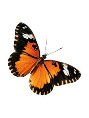 Stunning Orange and Black Butterfly