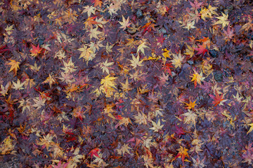 autumn leaves background