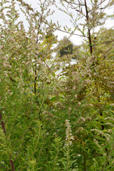 Gelbbunter  Beifuss,  Artemisia vulgaris,  Oriental Limelight