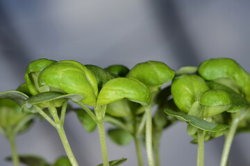 Basilikum, Ocimum basilicum