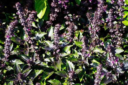 Basilikum, Ocimum basilicum