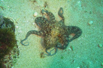 Octopus